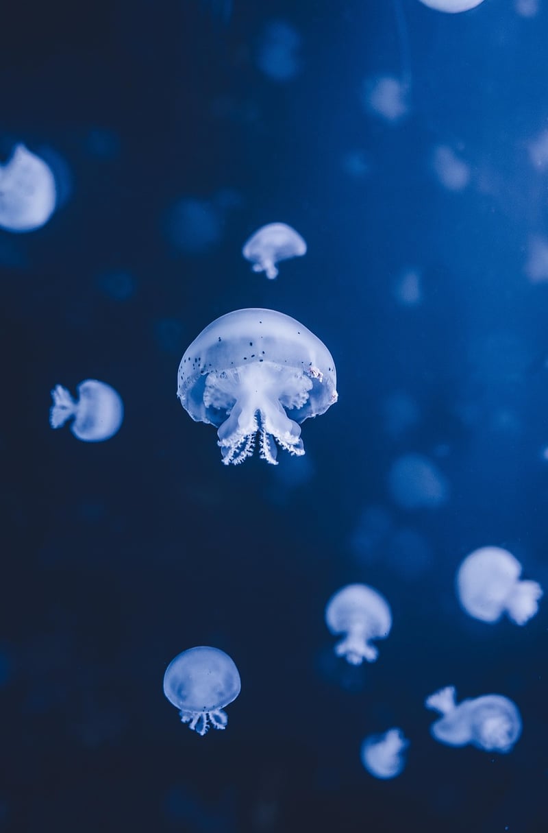 Deep-Sea Exploration